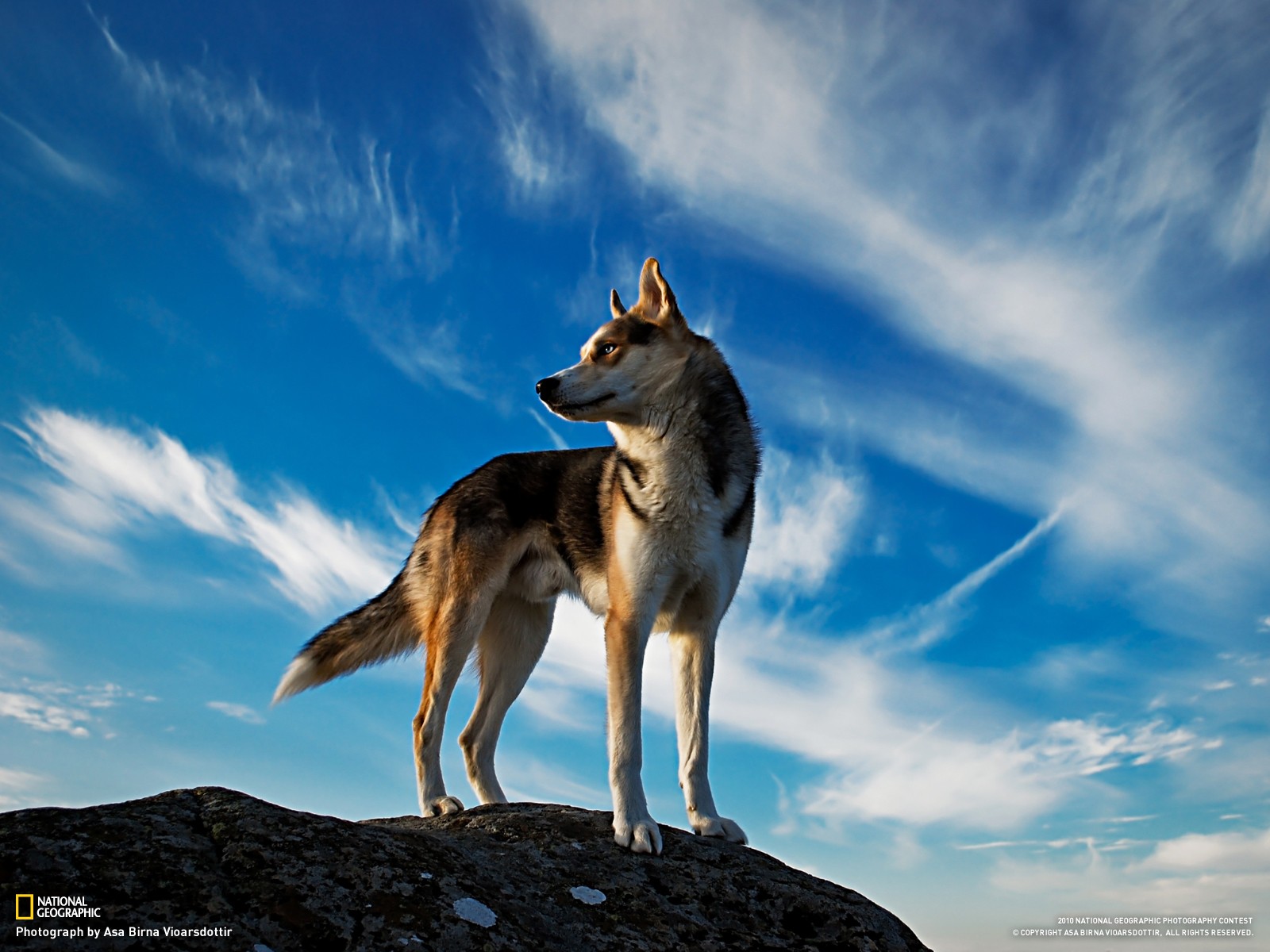 dog iceland national geographic Wallpaper