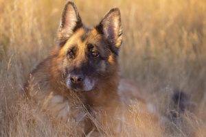 dog german shepherd
