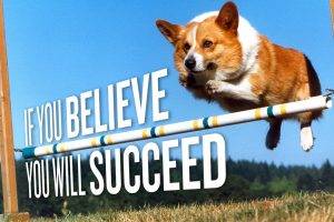 corgi pembroke welsh corgis dog jumping motivational