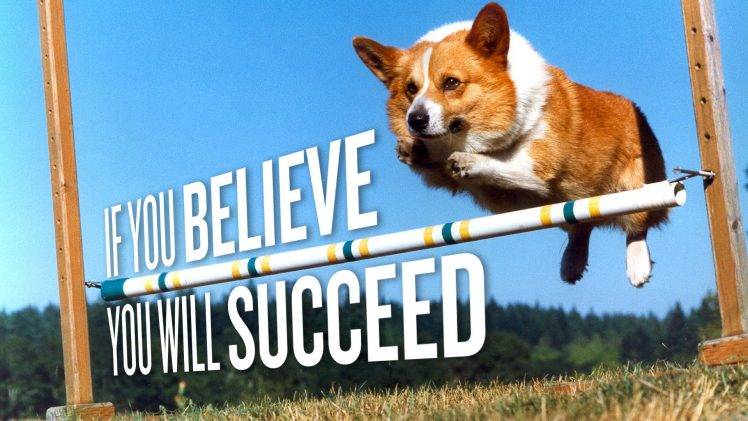 corgi pembroke welsh corgis dog jumping motivational HD Wallpaper Desktop Background