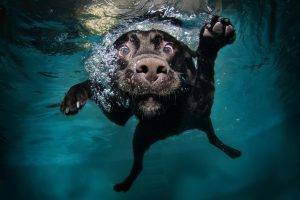 dog water swimming swimming pool