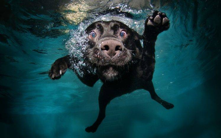 dog water swimming swimming pool HD Wallpaper Desktop Background