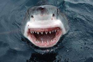 great white shark smiling