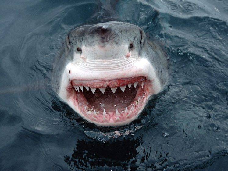 great white shark smiling HD Wallpaper Desktop Background