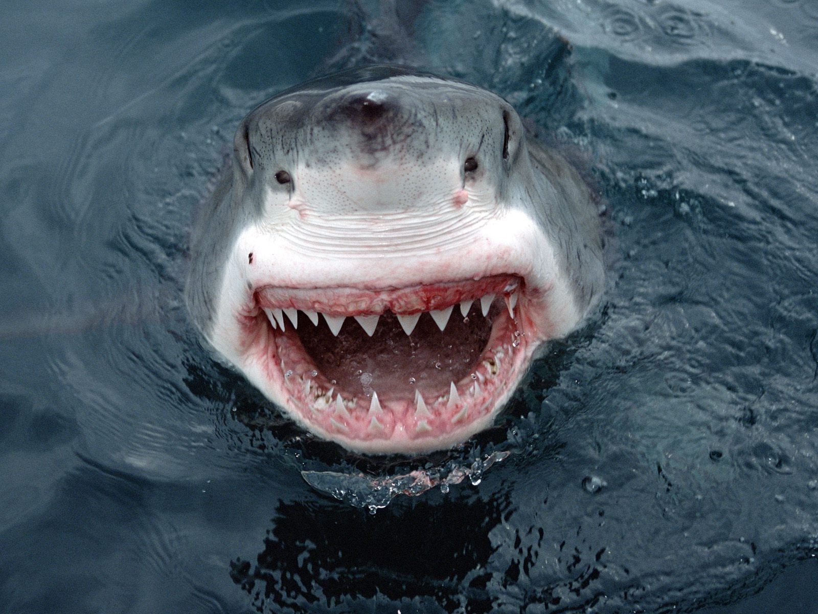 great white shark smiling Wallpaper