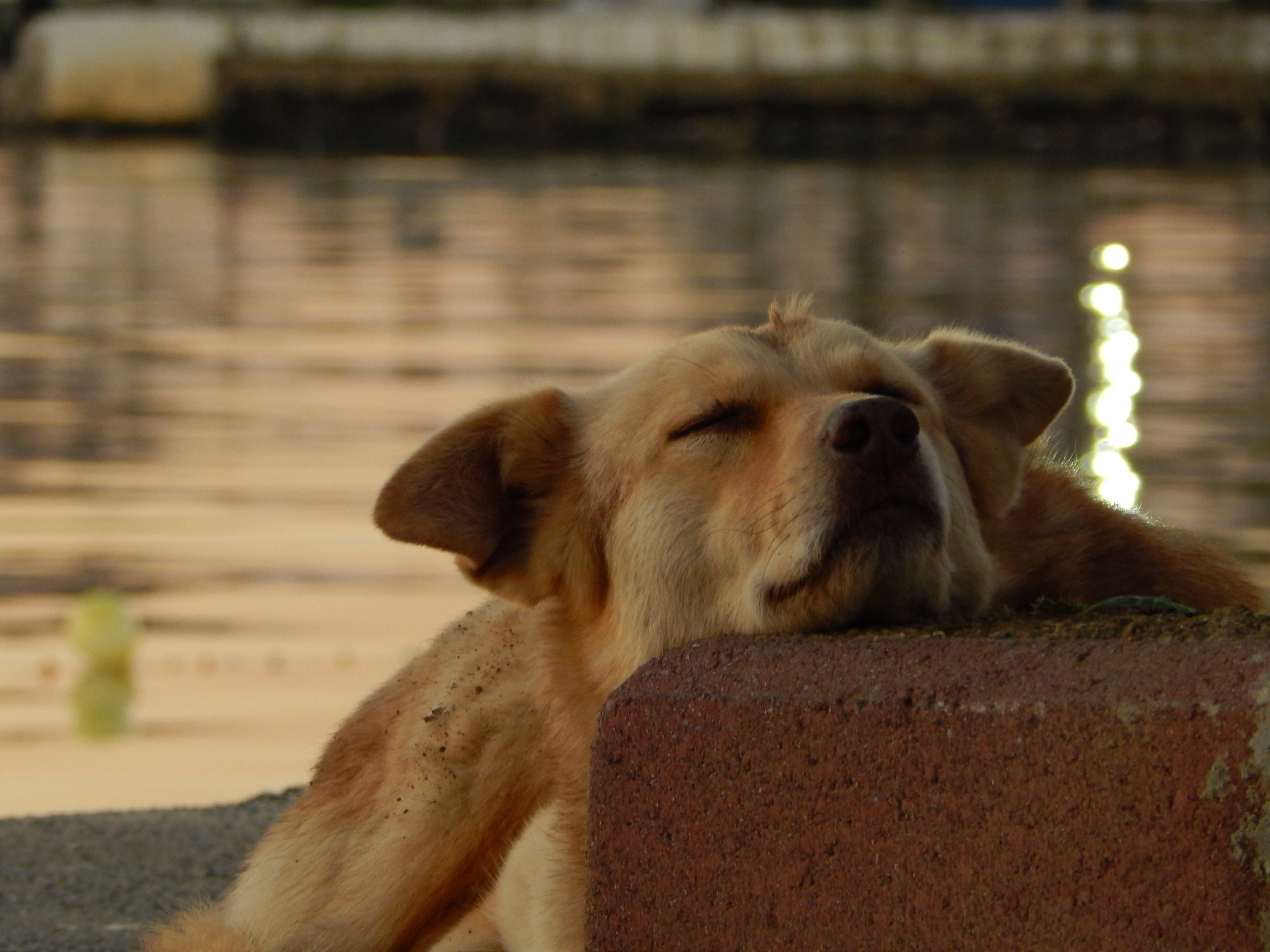 dog sea blurred rock Wallpaper