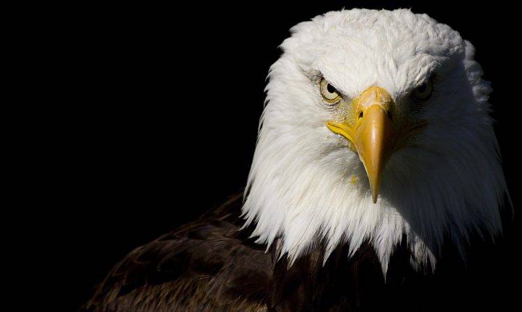  eagle  Wallpapers  HD  Desktop and Mobile Backgrounds 