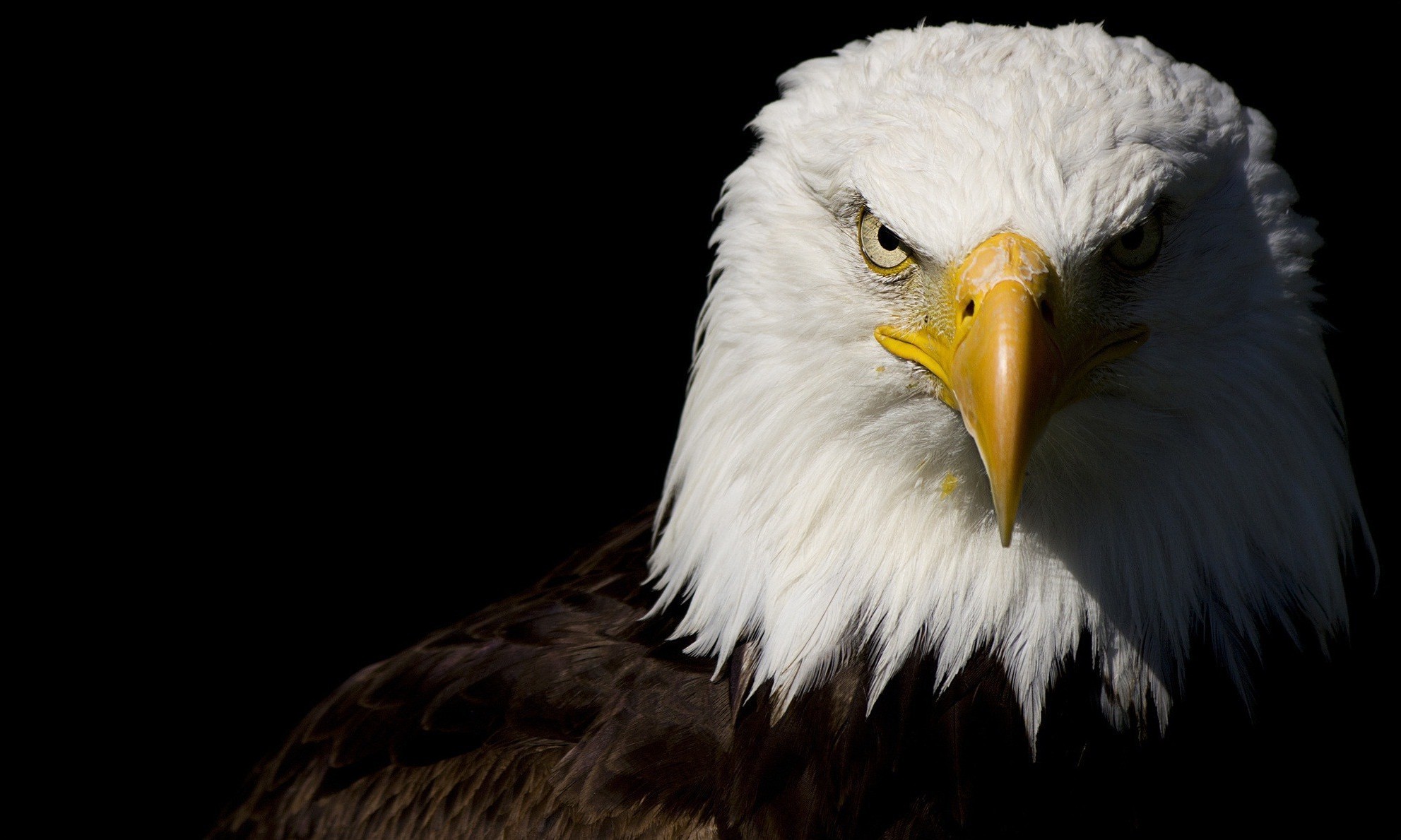  eagle  Wallpapers  HD  Desktop  and Mobile Backgrounds 