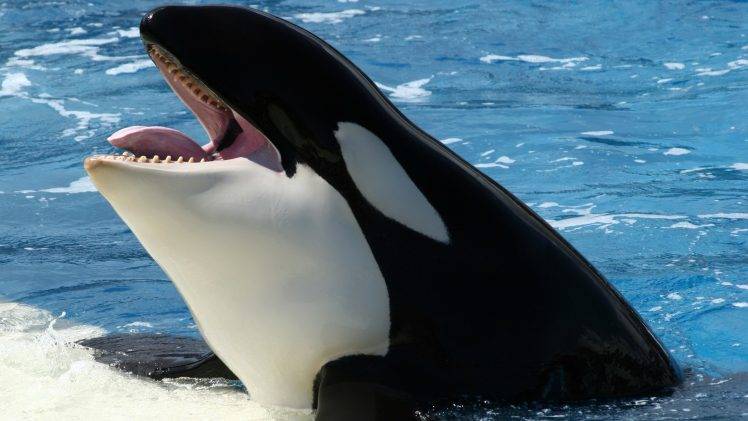 orca whale HD Wallpaper Desktop Background