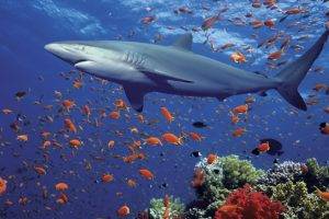 shark fish coral