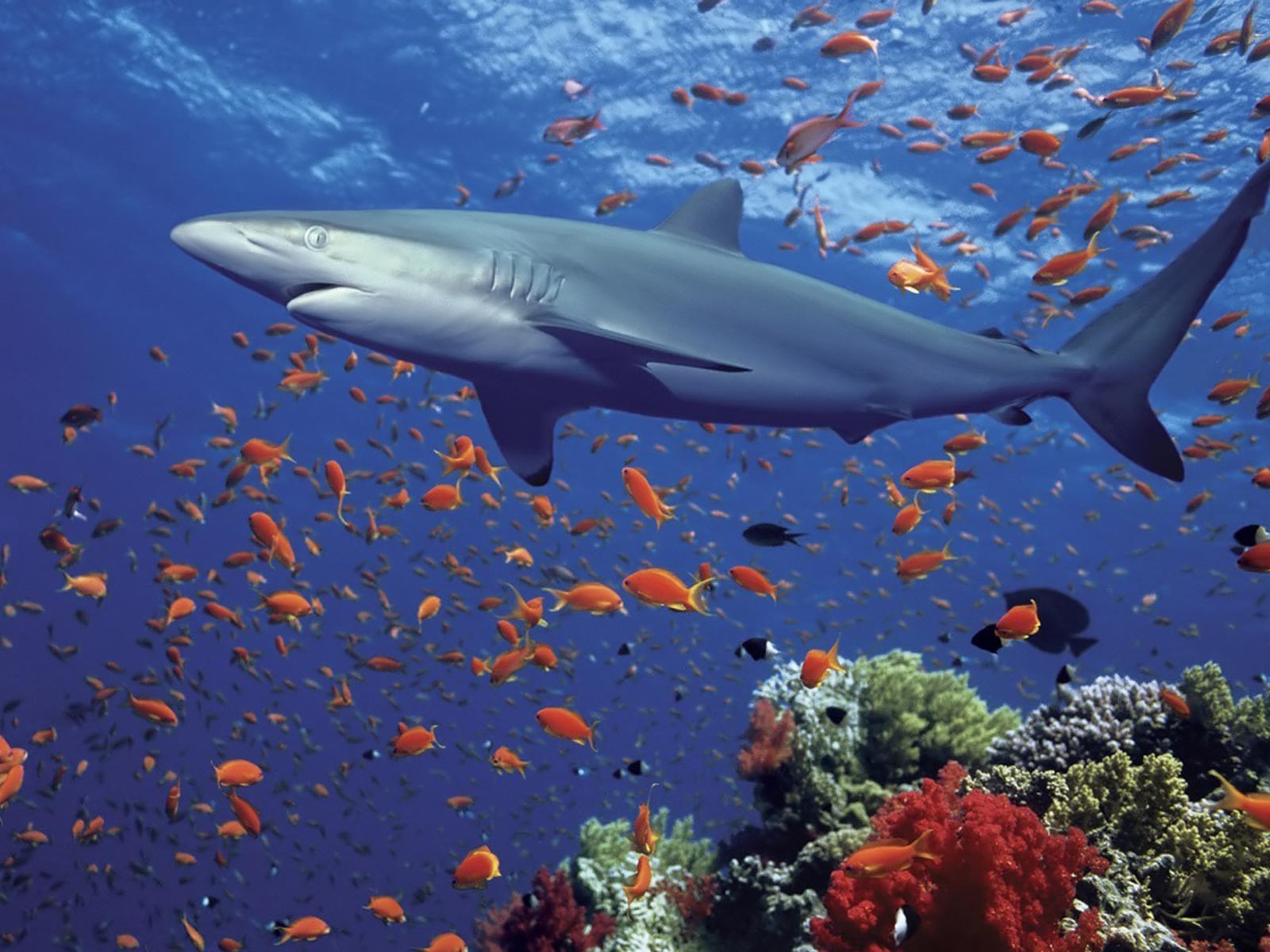 shark fish coral Wallpaper