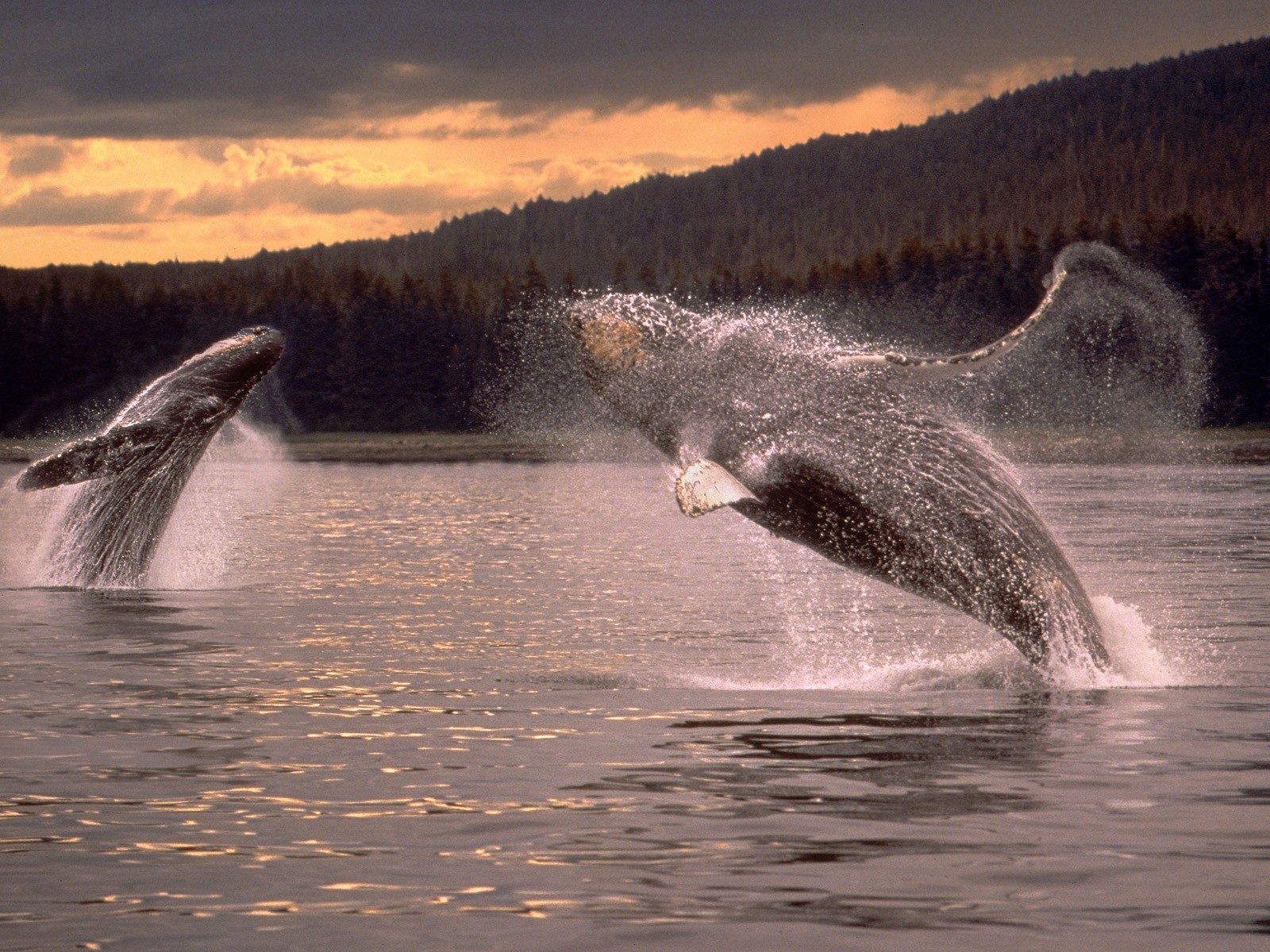 whale Wallpaper