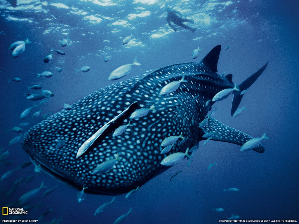 shark Wallpaper
