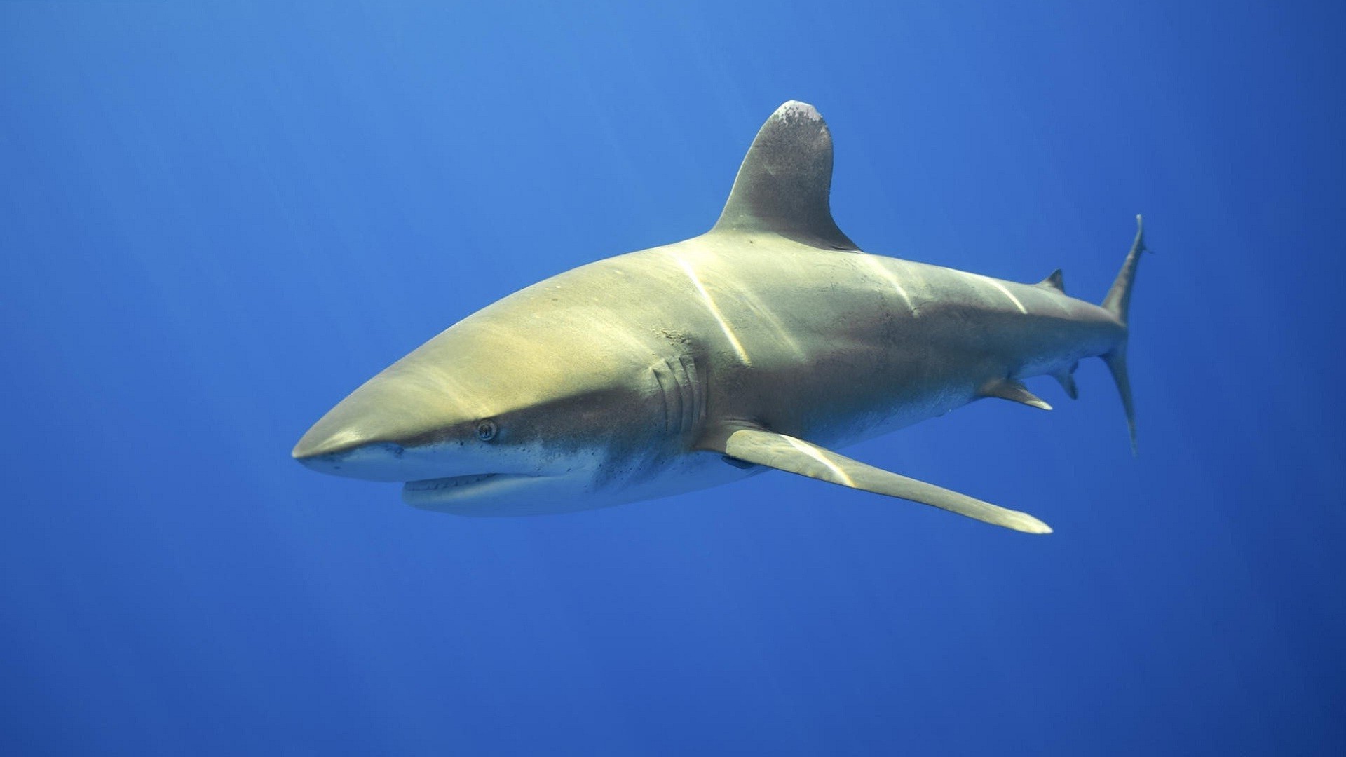 oceanic whitetip shark Wallpaper