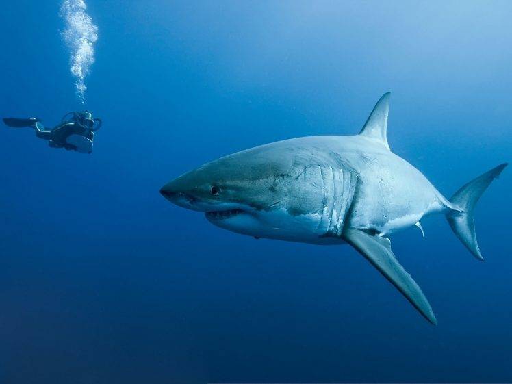 shark divers HD Wallpaper Desktop Background