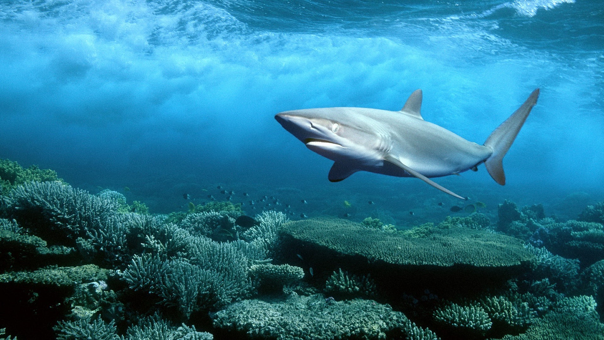 shark Wallpaper