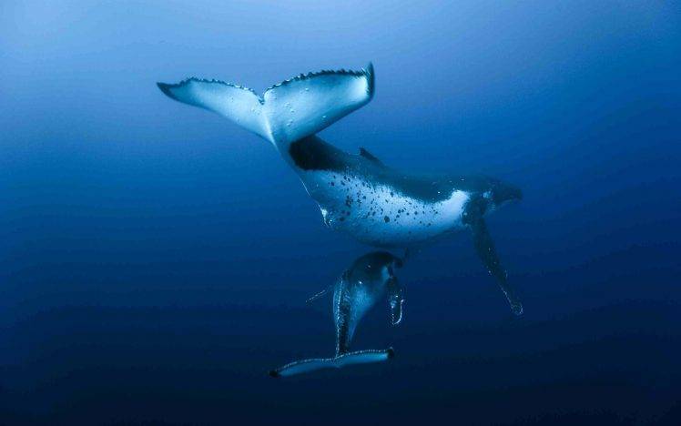 whale underwater HD Wallpaper Desktop Background