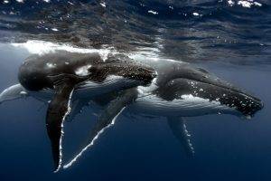 whale whale tailes