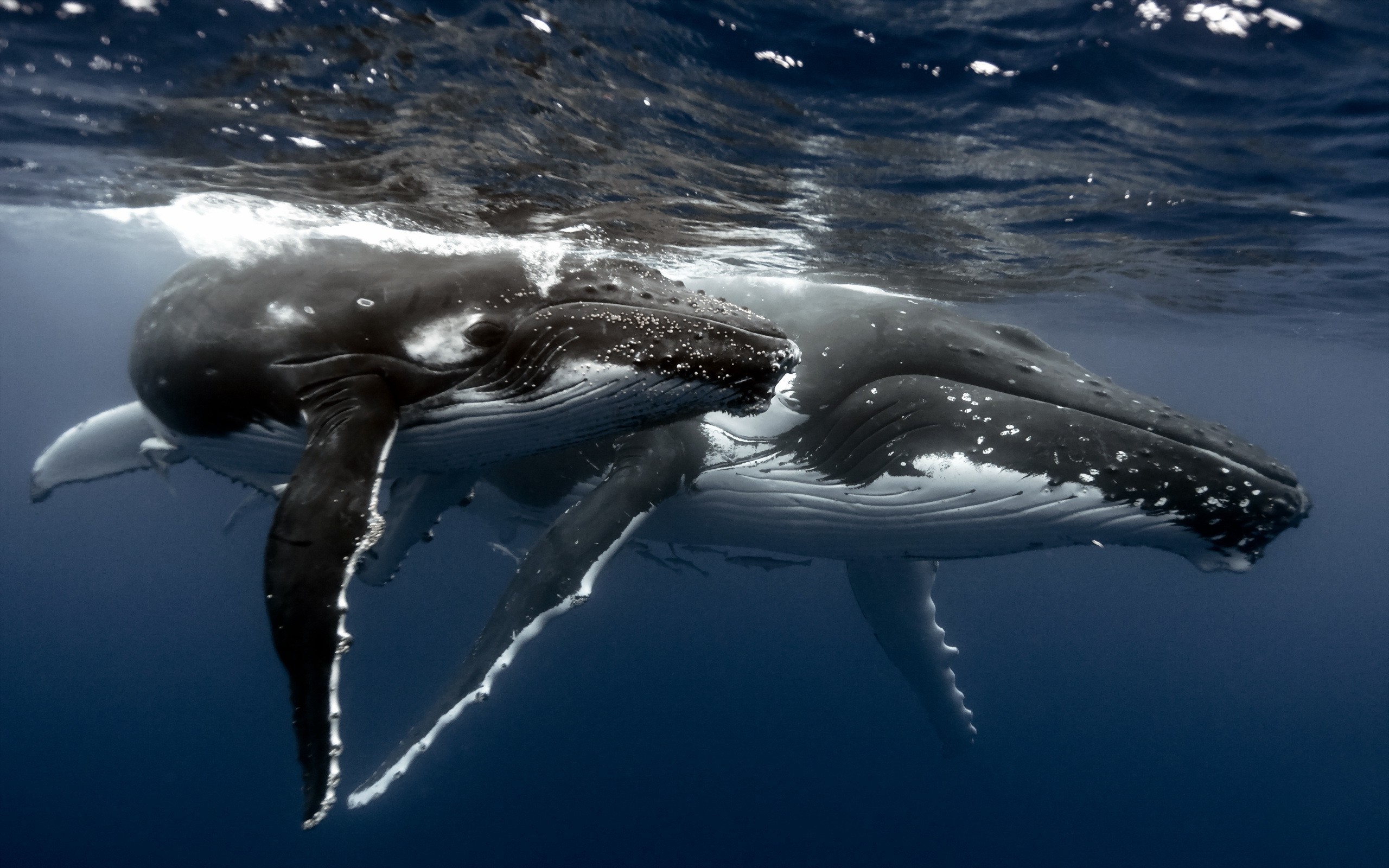 whale whale tailes Wallpaper