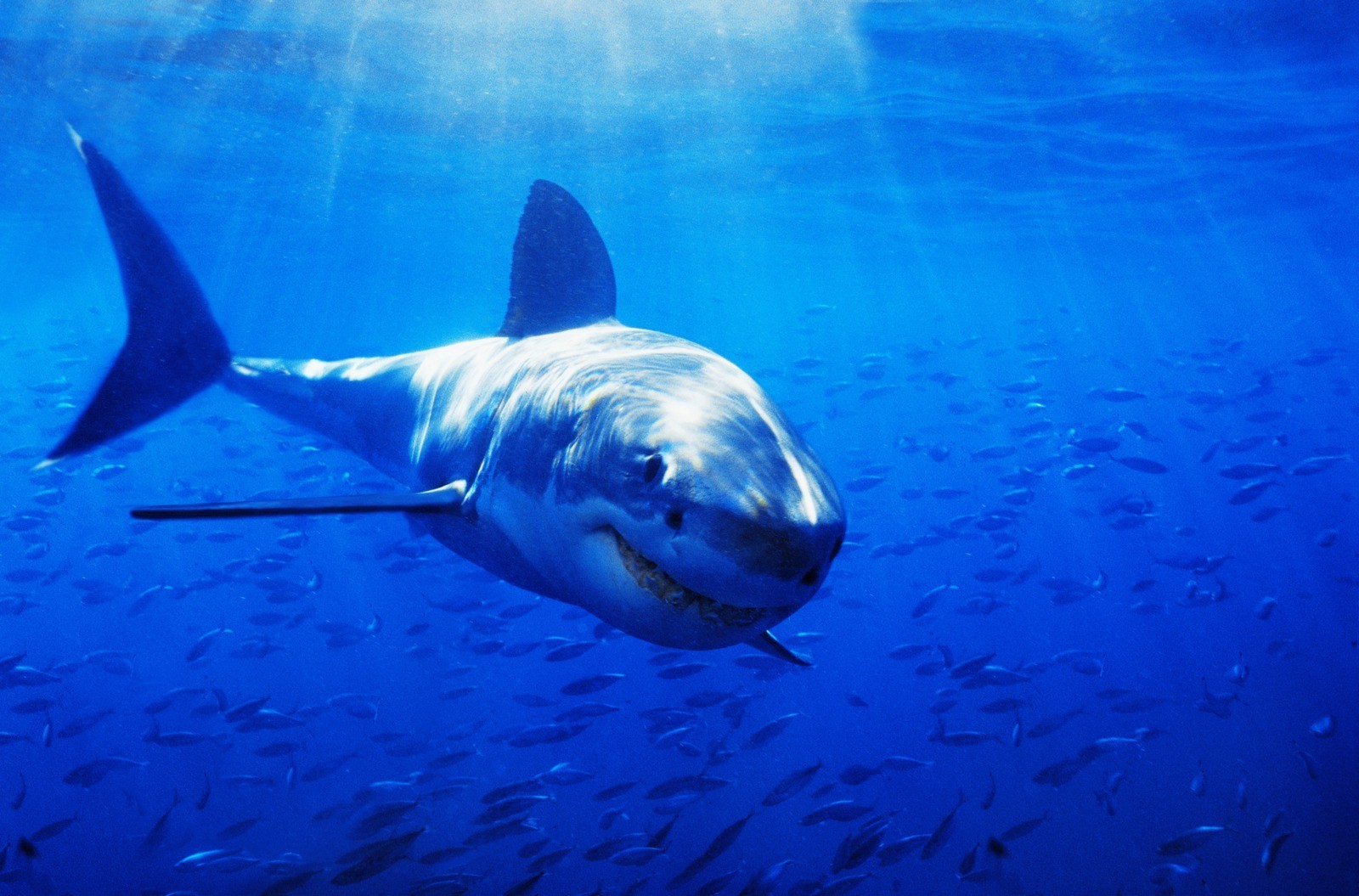 shark Wallpaper