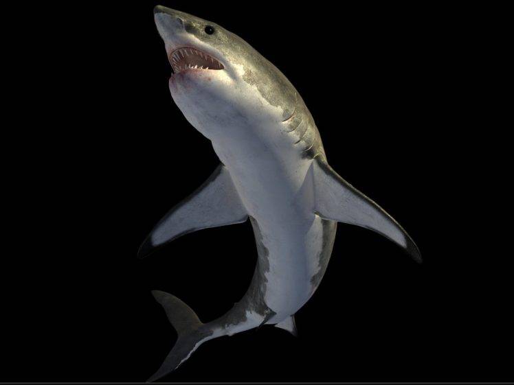 shark HD Wallpaper Desktop Background
