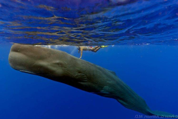 underwater whale scuba HD Wallpaper Desktop Background