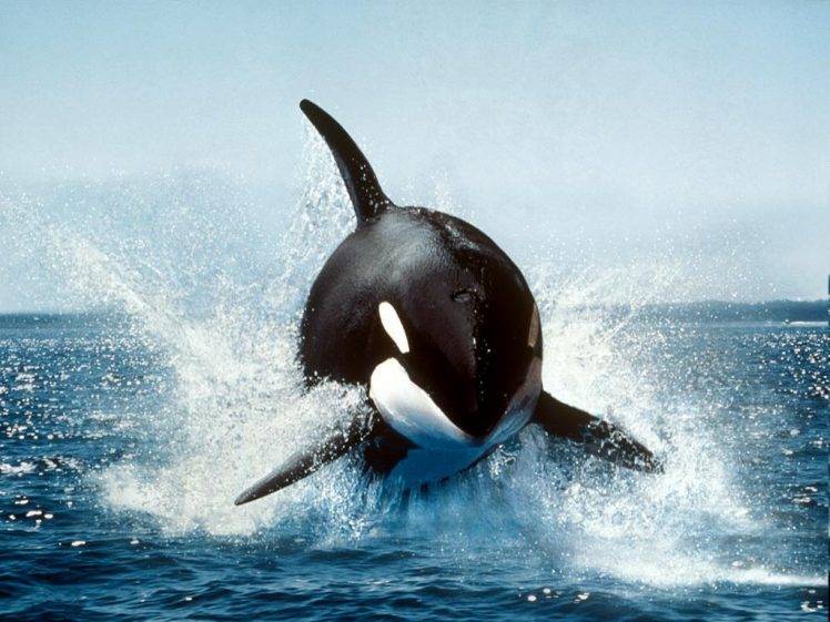 whale orca HD Wallpaper Desktop Background