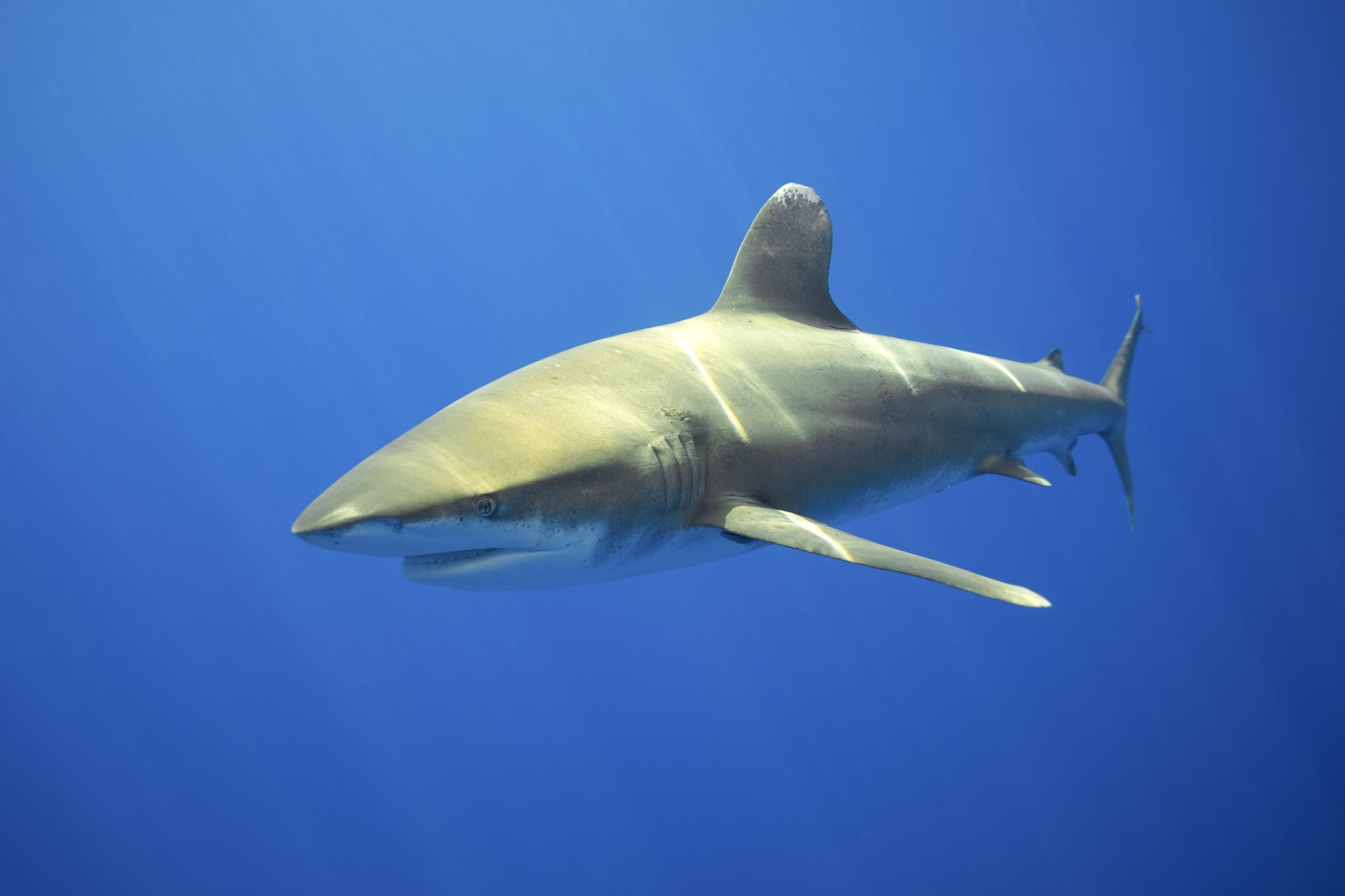 underwater shark Wallpaper
