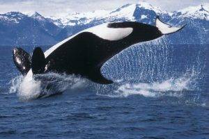 orca sea water whale