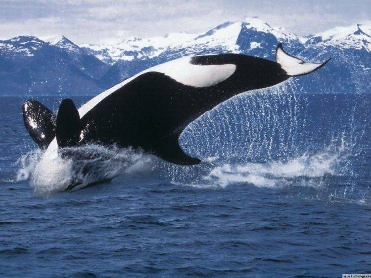 orca sea water whale HD Wallpaper Desktop Background