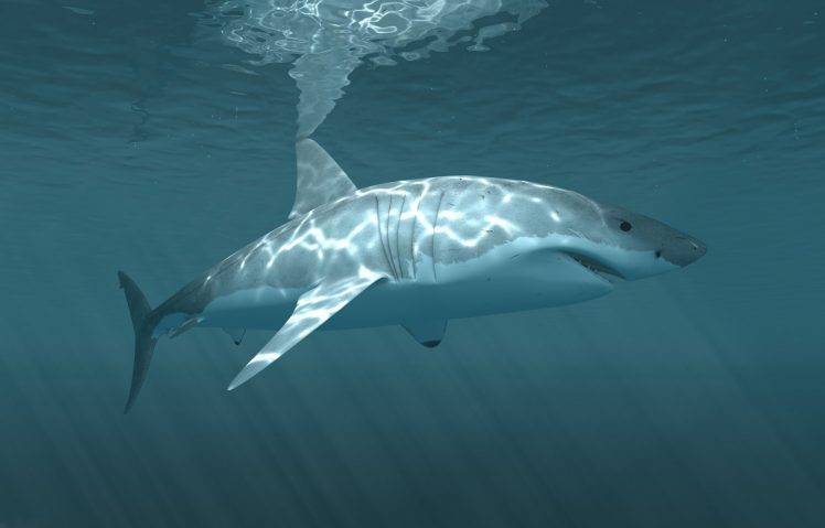 shark underwater HD Wallpaper Desktop Background