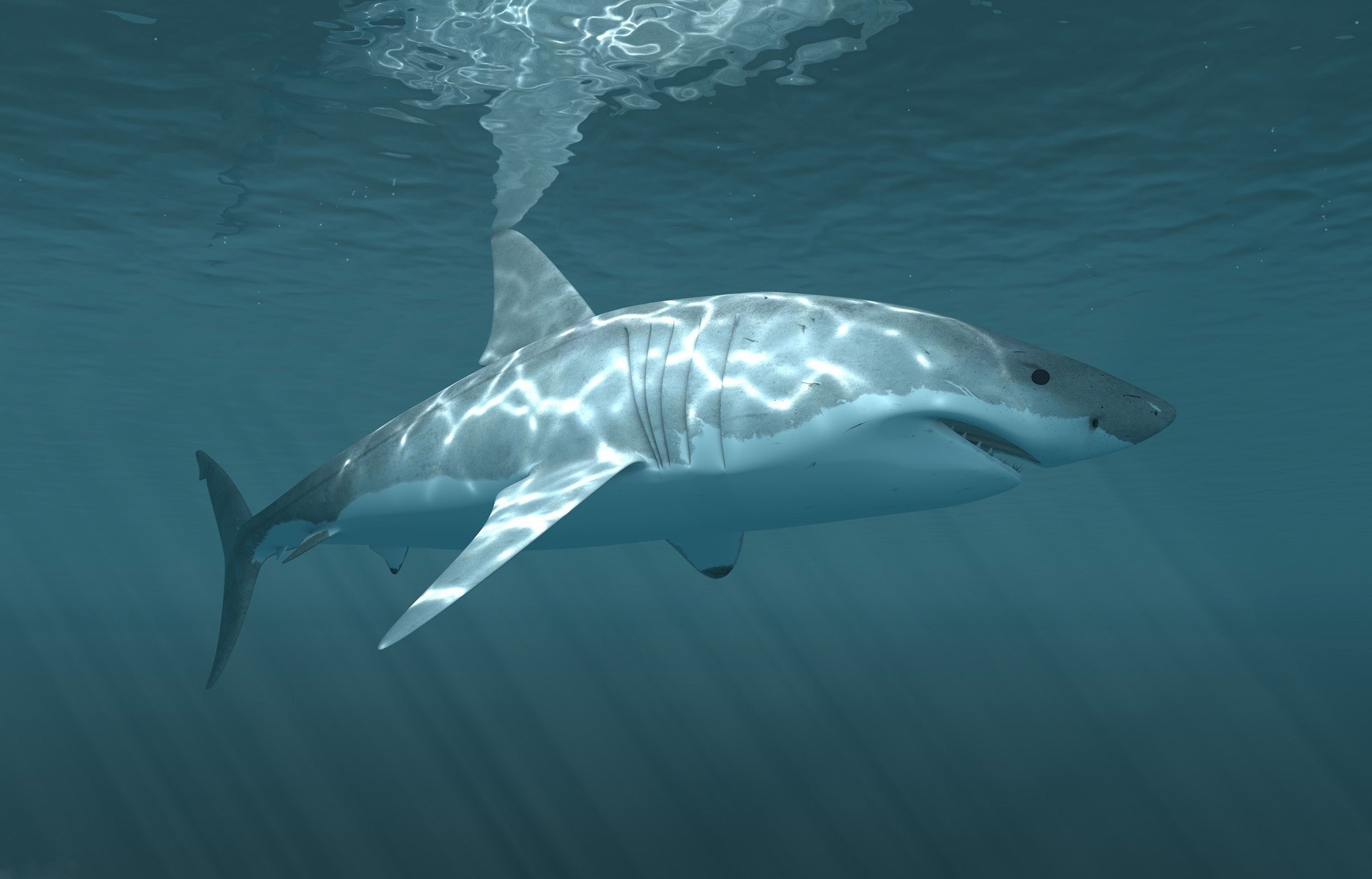 shark underwater Wallpaper