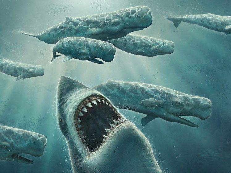 shark whale HD Wallpaper Desktop Background