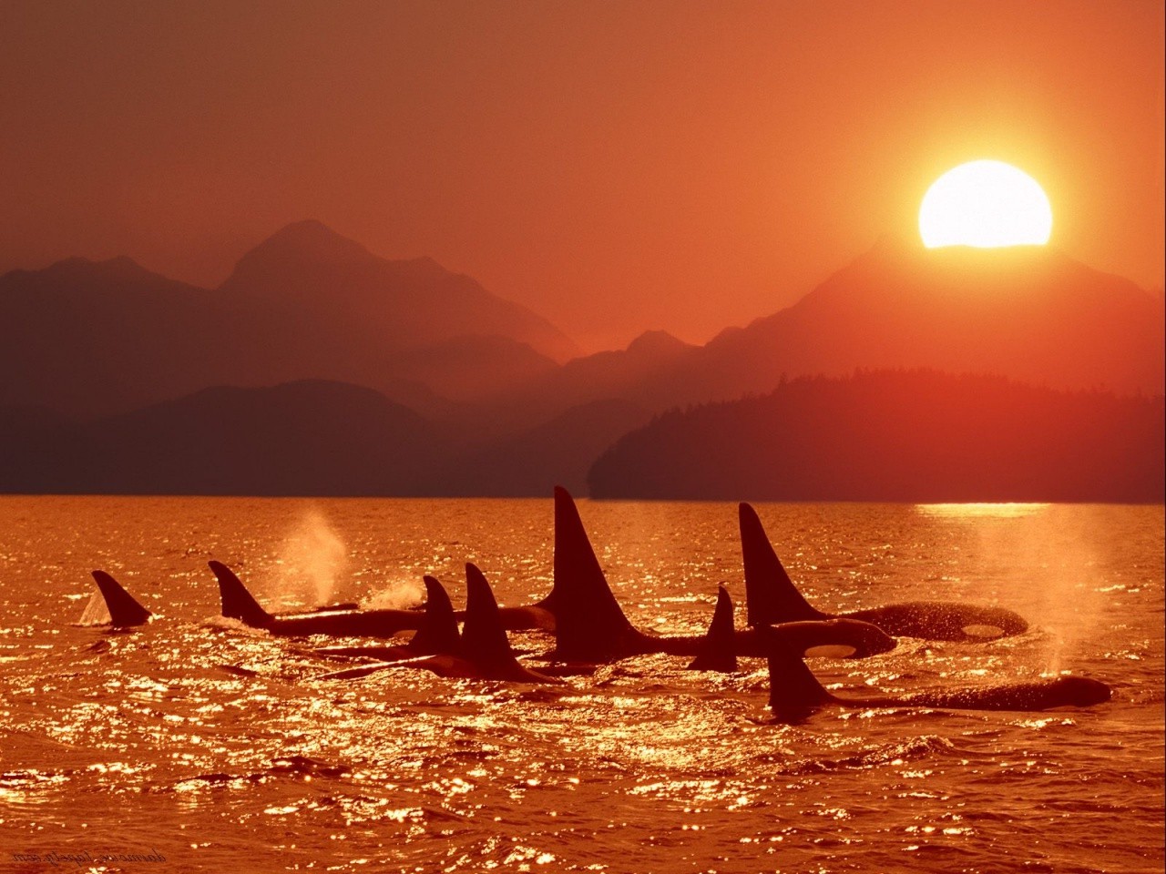 whale Wallpaper