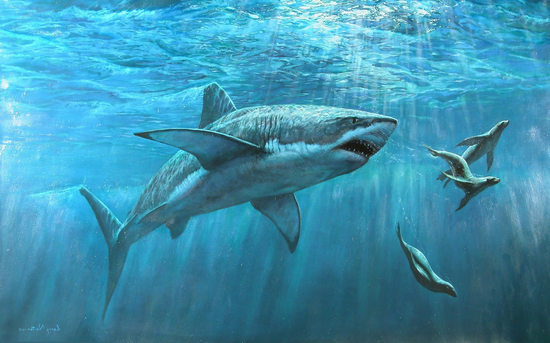 shark Wallpaper