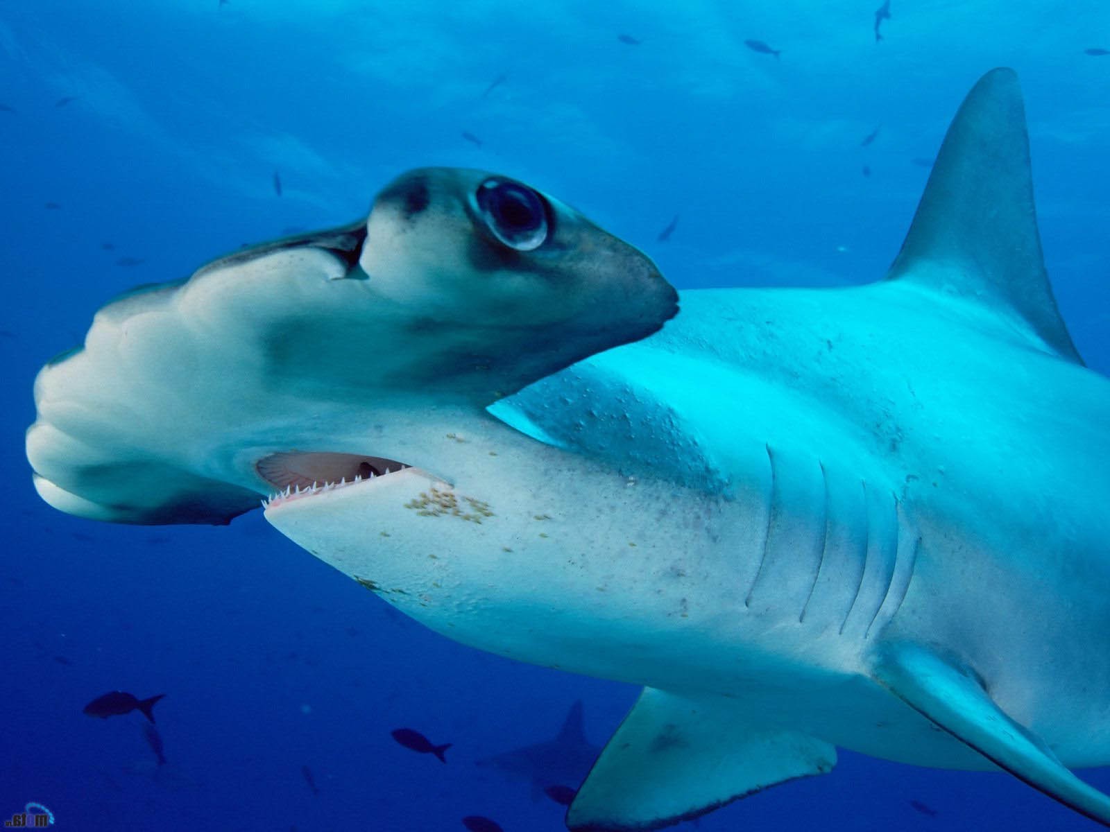 shark underwater Wallpaper