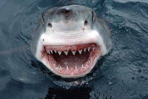 shark teeth water