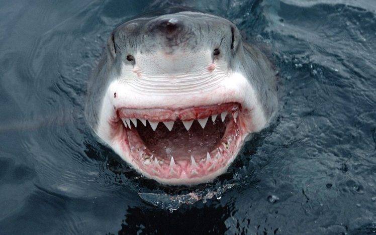 shark teeth water HD Wallpaper Desktop Background