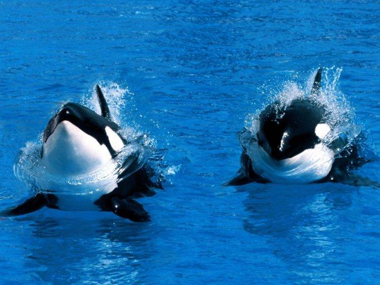 orca water whale HD Wallpaper Desktop Background
