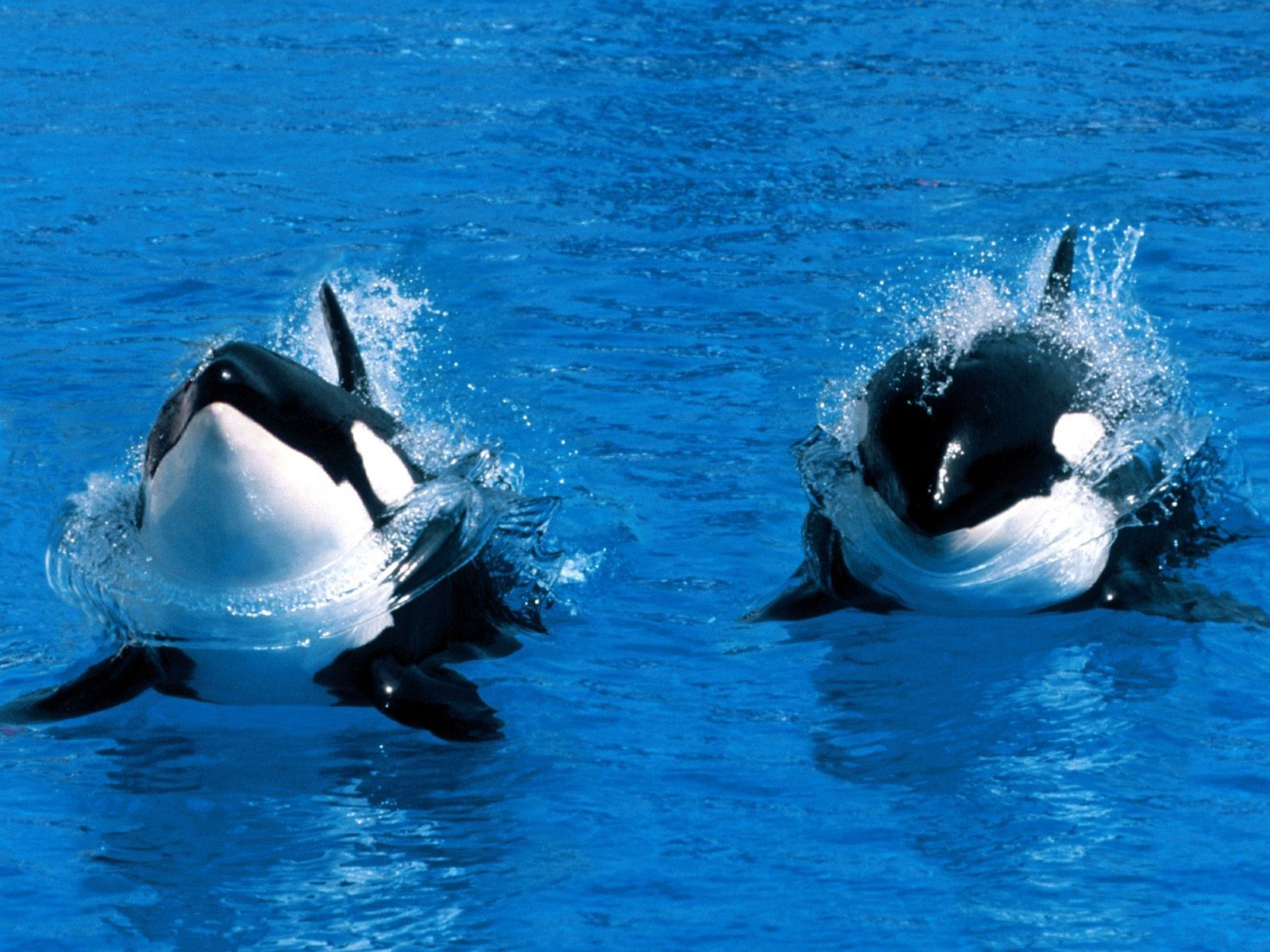 orca water whale Wallpaper