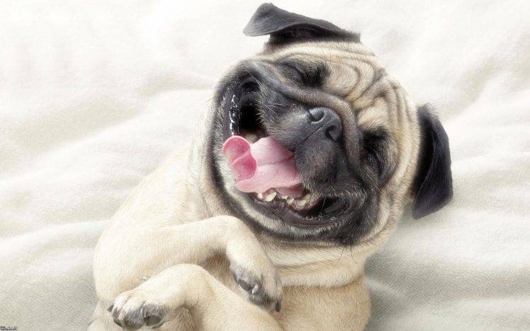 dog pug bulldog HD Wallpaper Desktop Background