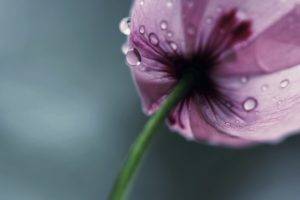 flowers, Water drops
