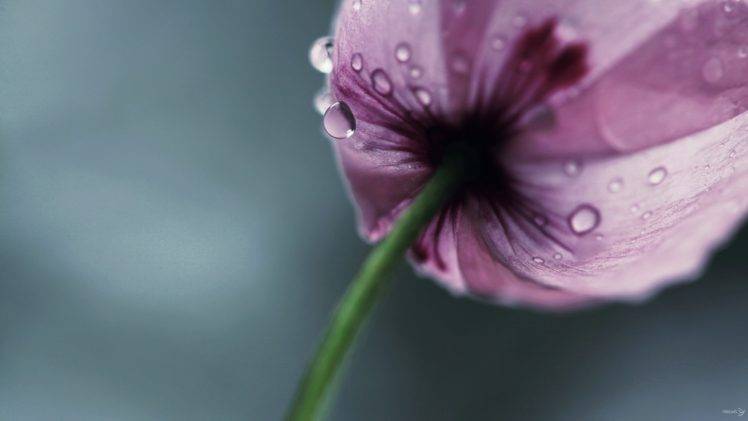 flowers, Water drops HD Wallpaper Desktop Background