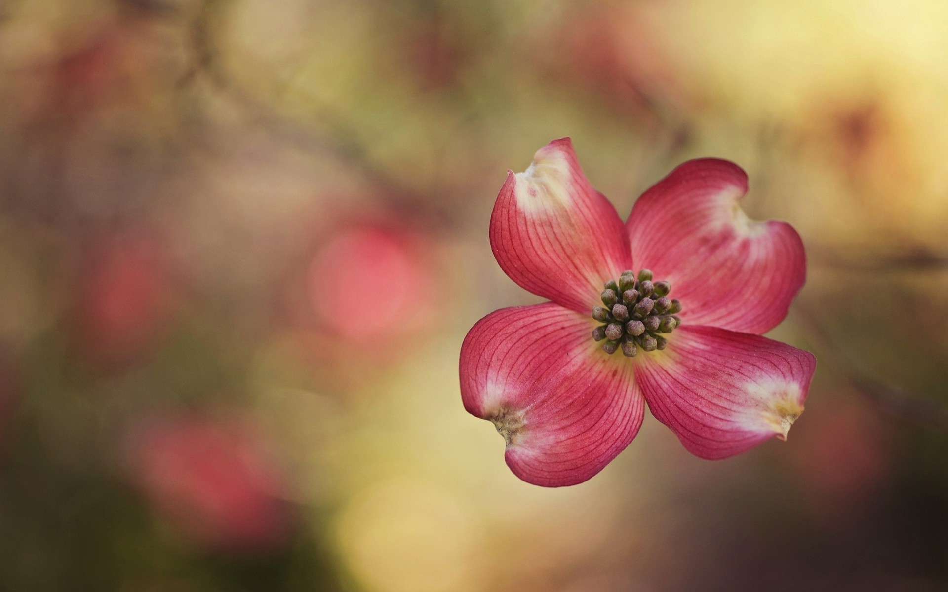 macro, Flowers Wallpaper