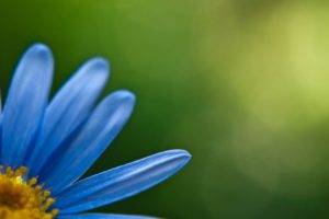 macro, Flowers, Blue flowers