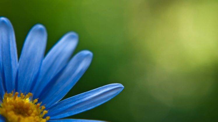 macro, Flowers, Blue flowers HD Wallpaper Desktop Background