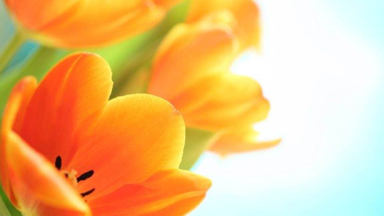 macro, Flowers, Orange flowers HD Wallpaper Desktop Background