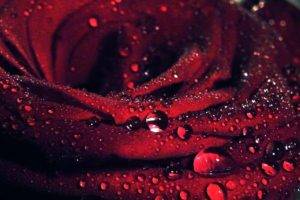 macro, Flowers, Water drops, Rose