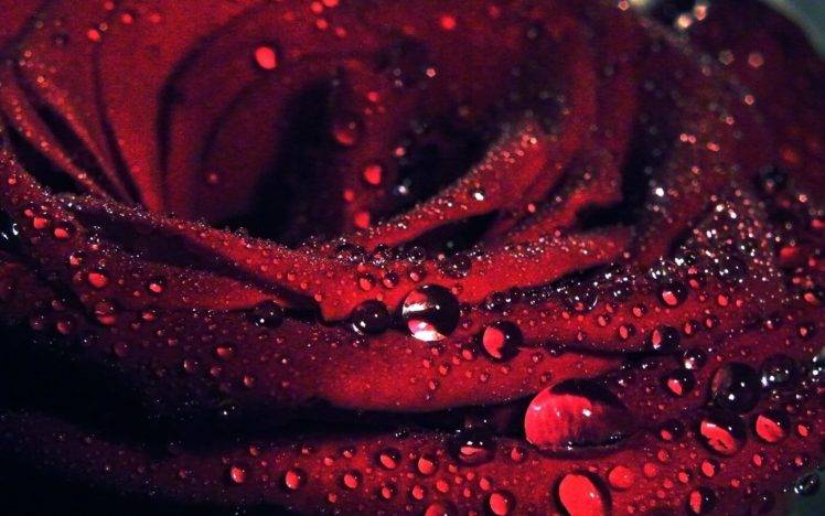 macro, Flowers, Water drops, Rose HD Wallpaper Desktop Background