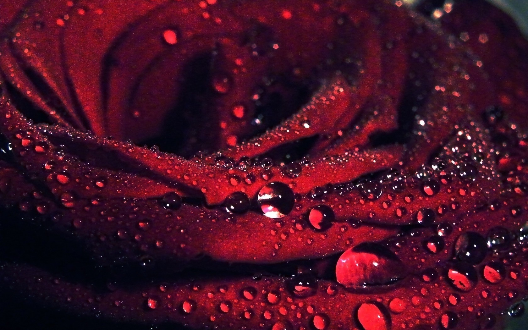 Rose Water Drops Blue Colour Pictures Beautiful Flower Rose Wallpaper   Wallpapers13com